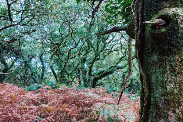 The woods at Cabilla Cornwall during Wild Calm Retreat