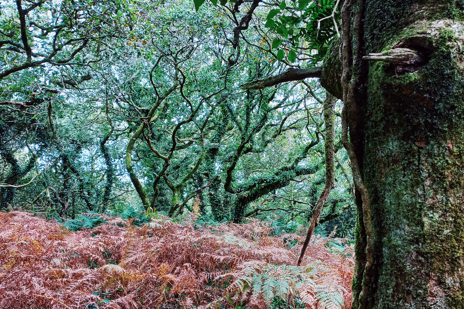 The woods at Cabilla Cornwall during Wild Calm Retreat