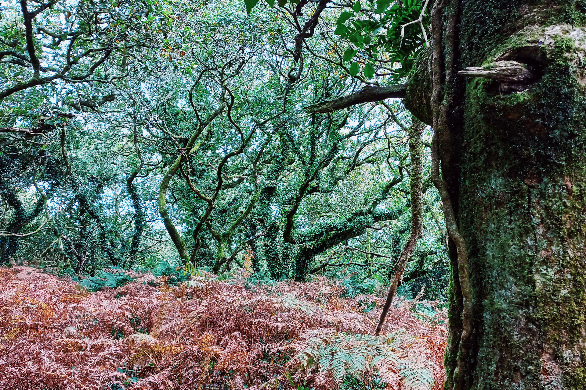 Wild On Bodmin Moor: Wellness Retreat At Cabilla Cornwall