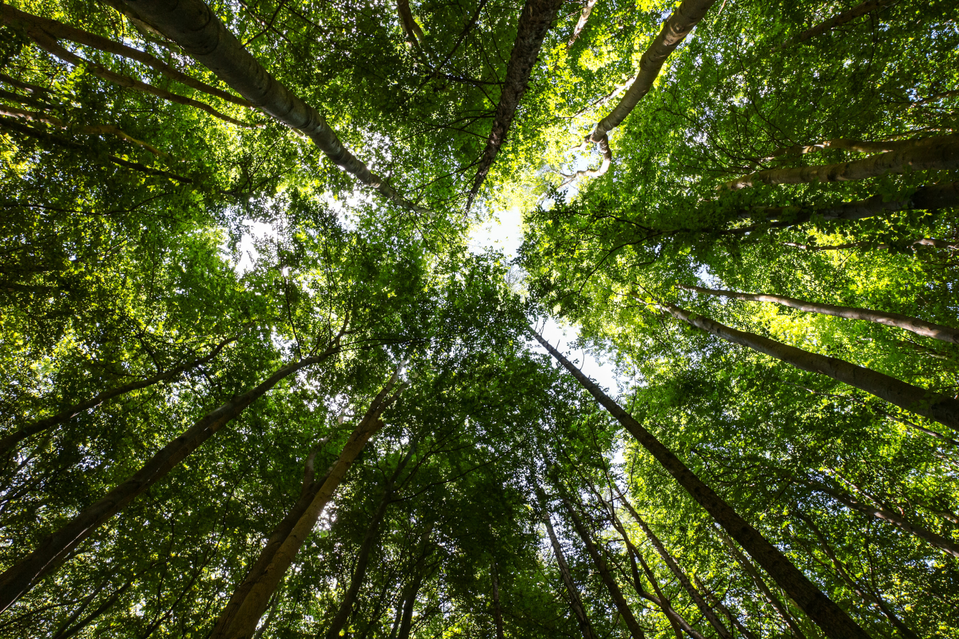 Forest Canopy