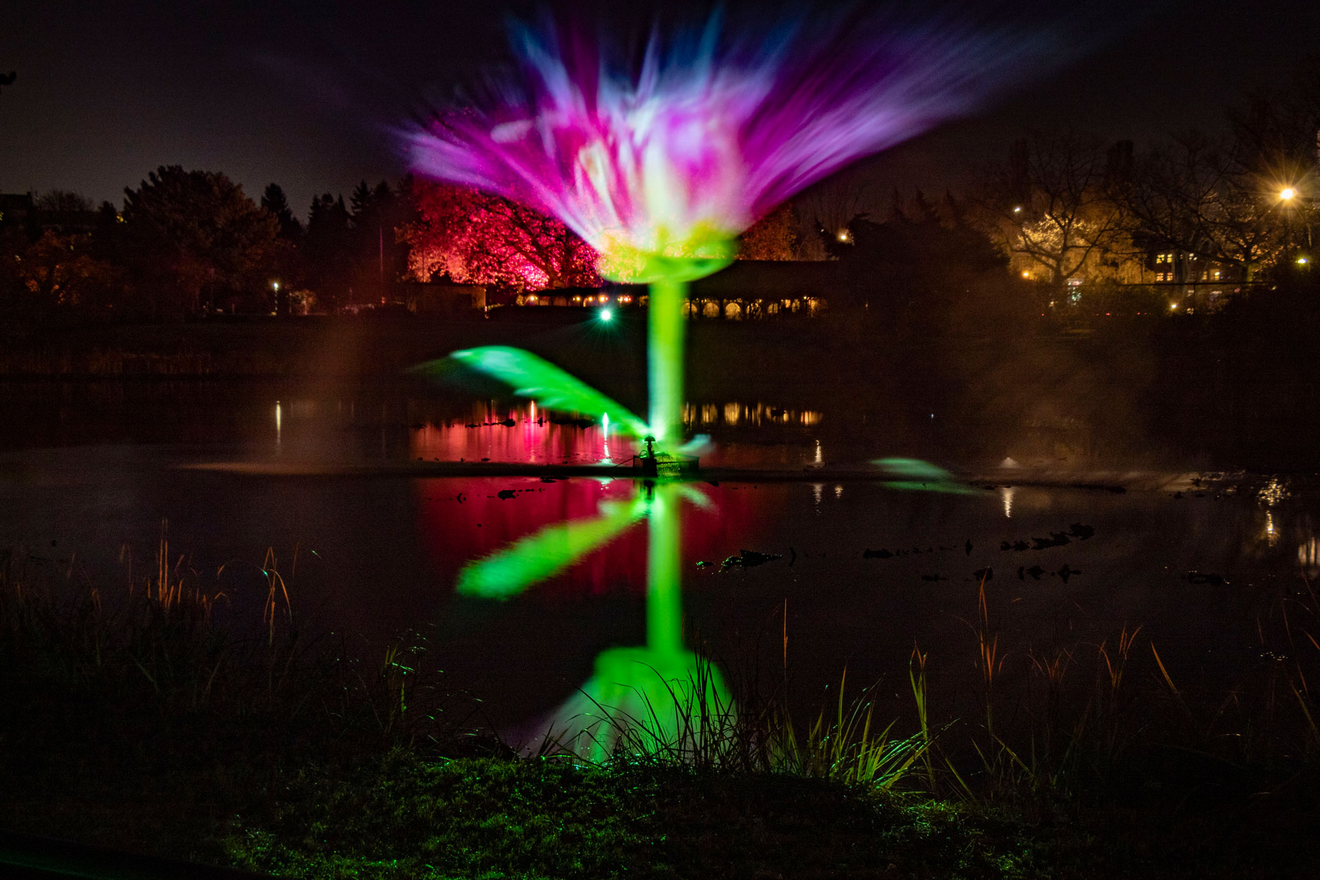 Windsor Great Park Illuminated