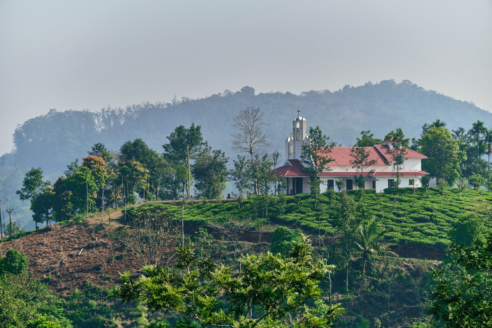 Tea farming