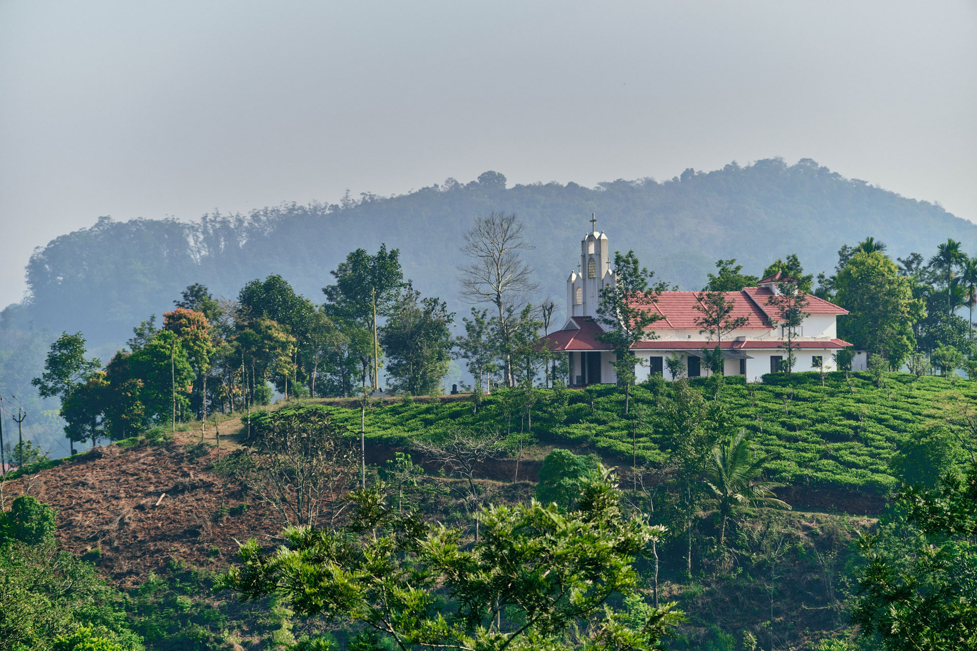 Hampstead Tea Founder Kiran Tawadey on Biodynamic Farming and Tea Culture