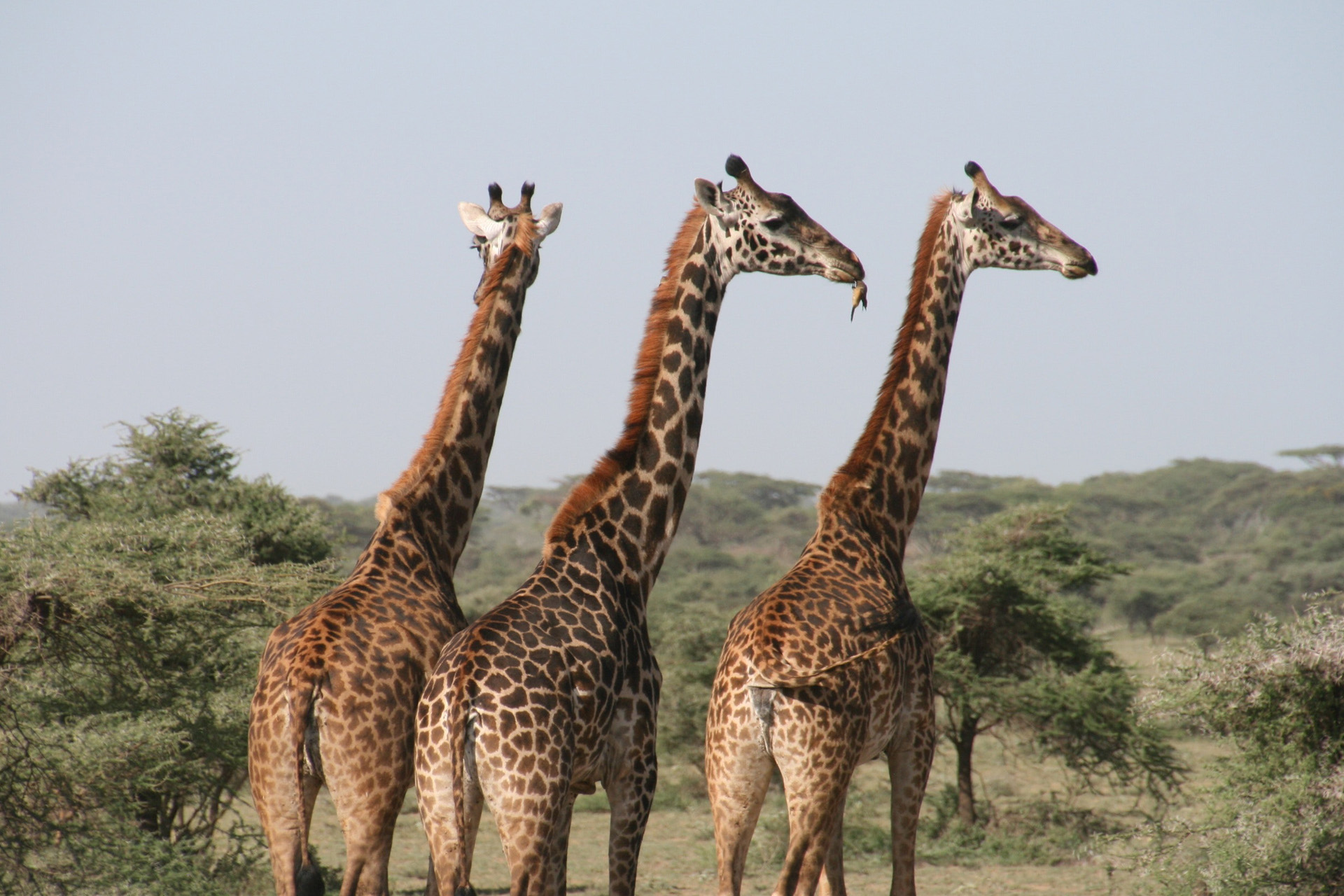 safari giraffes