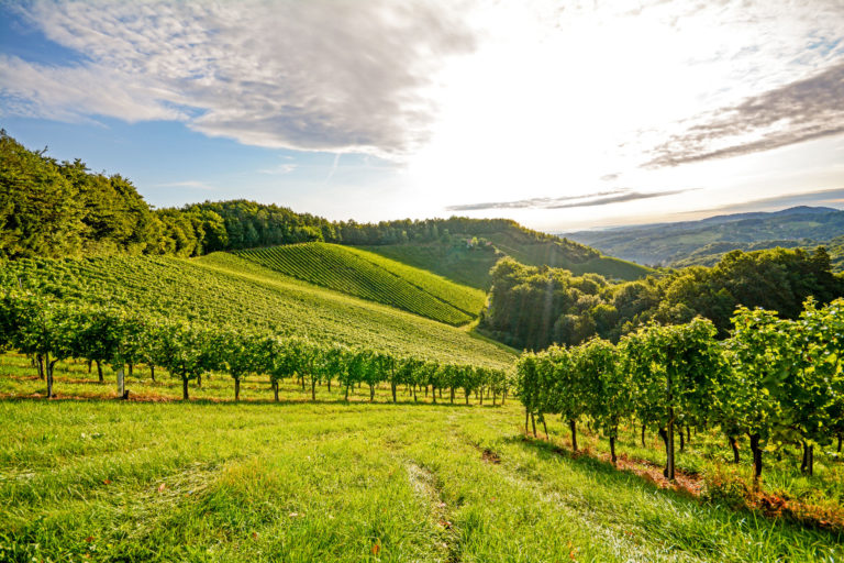 All Roads Lead To Beaune: A Close Look at the Burgundy Wine Region