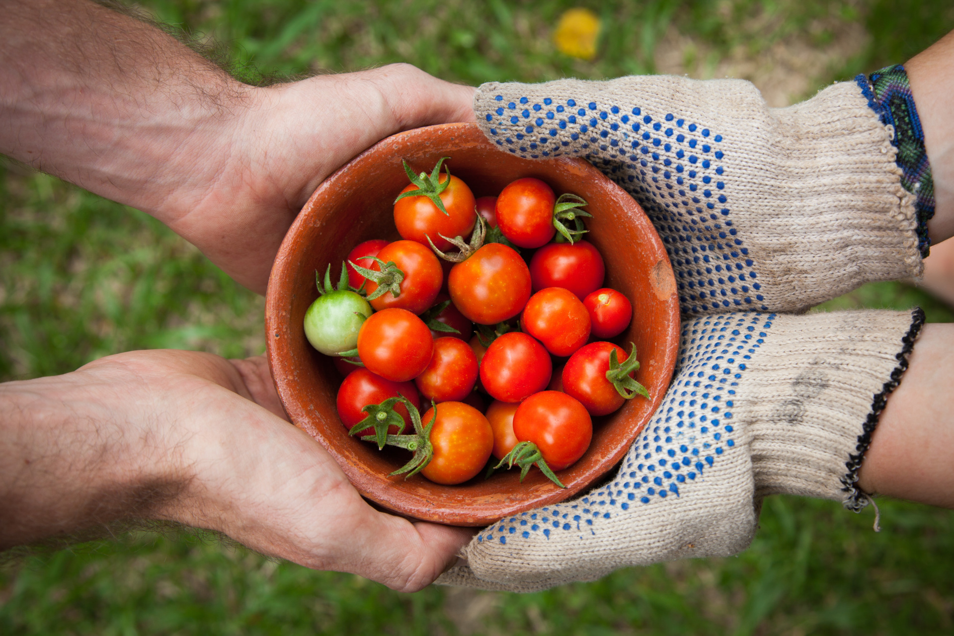 UK Charities Fighting Hunger This Christmas - Bowl of tomatoes held between two people