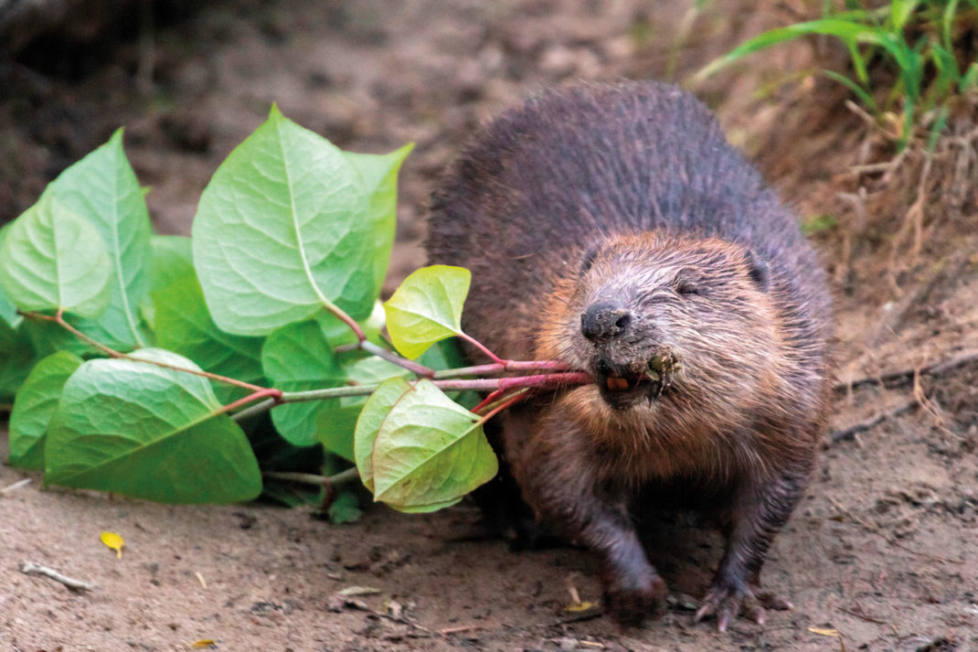 Beaver dragging Japanese Knotweed - Elliot McCandless 