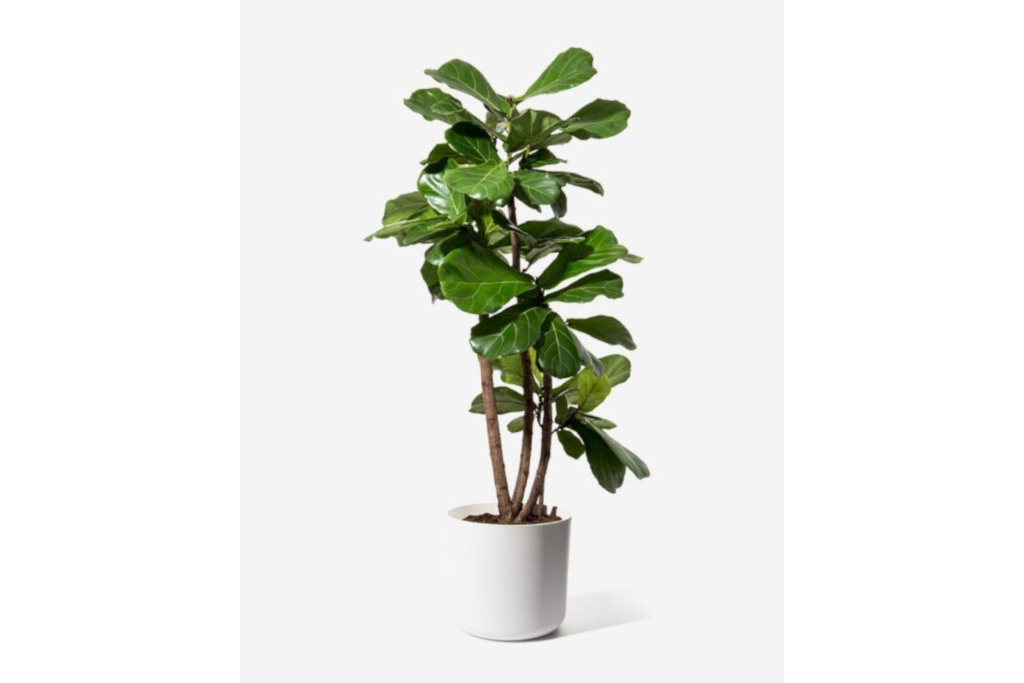 FLOWERBX Fiddle Leaf Fig