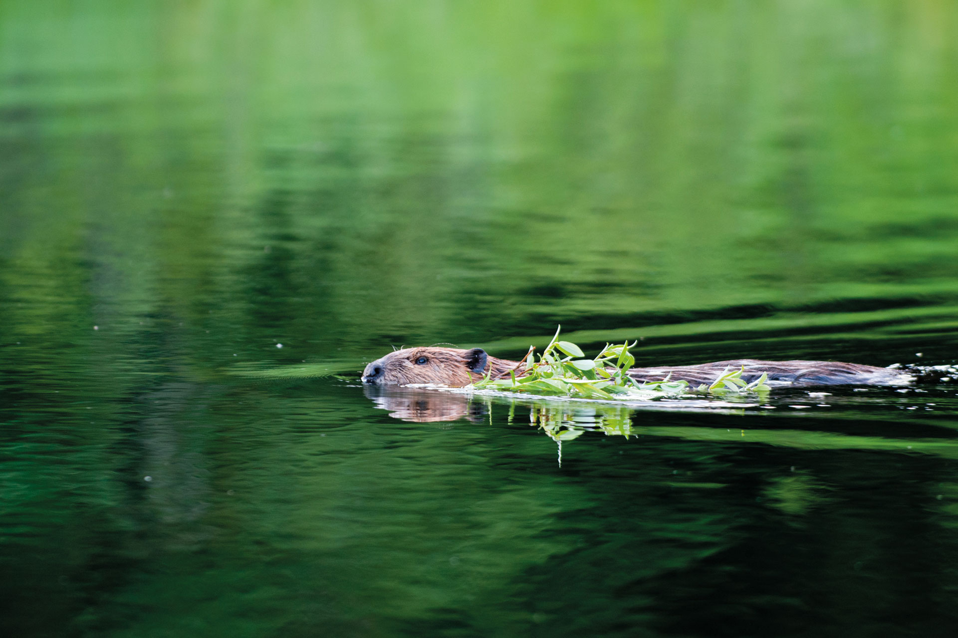 Giving a Dam: Why Beavers Are in the Spotlight