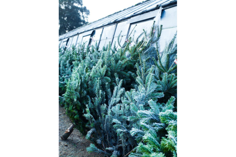 Where To Buy Christmas Trees In London 2023