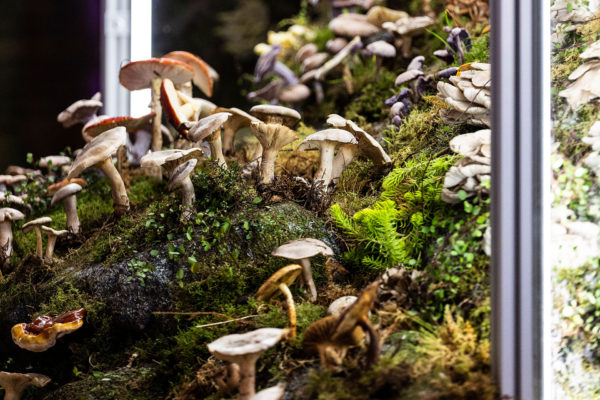 Stella McCartney Does Mushrooms in Paris - The New York Times