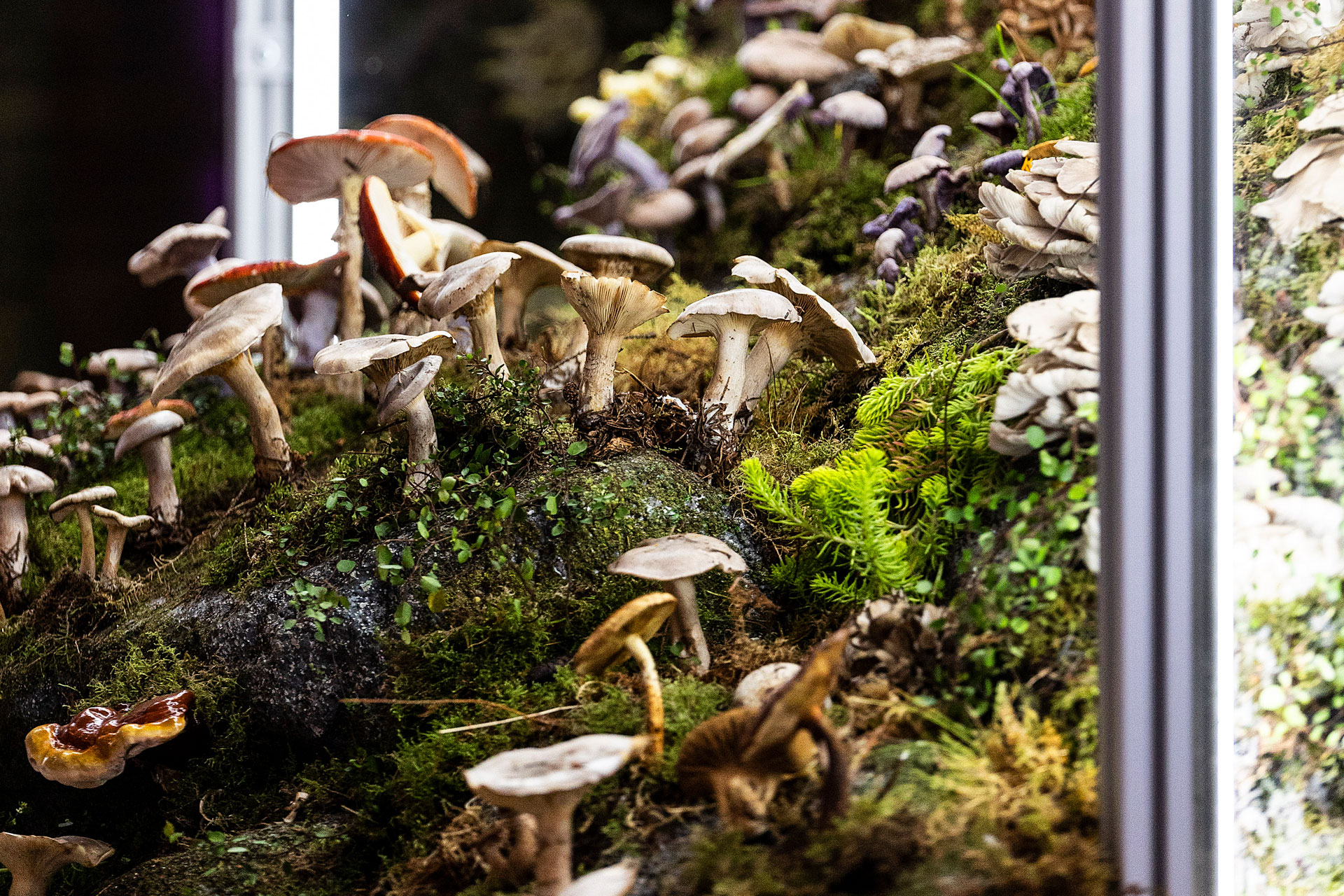 Stella McCartney Celebrates Fungi at COP26