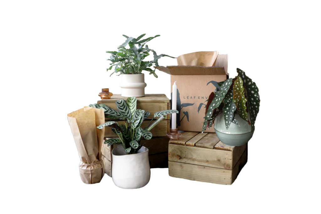 Leaf Envy Plant Subscription Box
