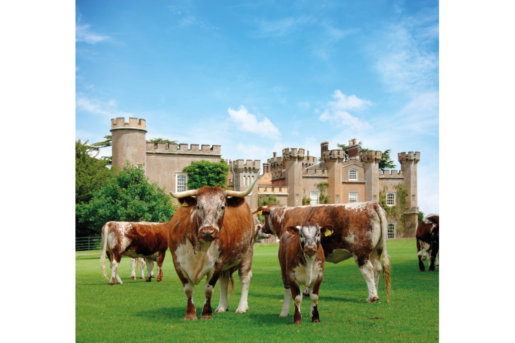 Longhorn Cattle