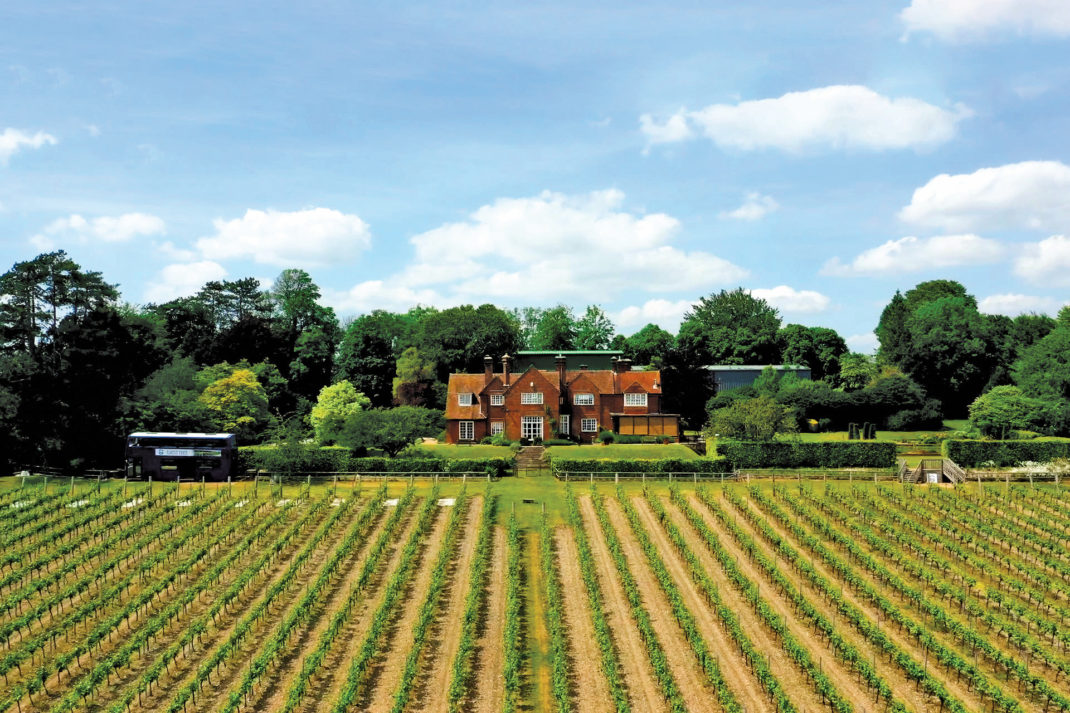 Hambledon Vineyard