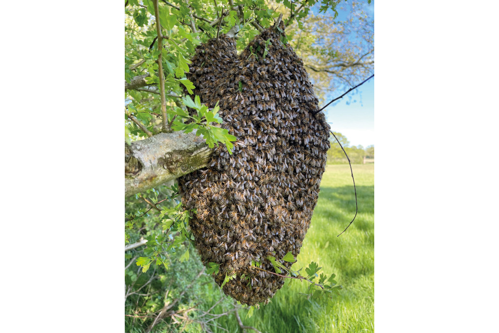 Bee hive