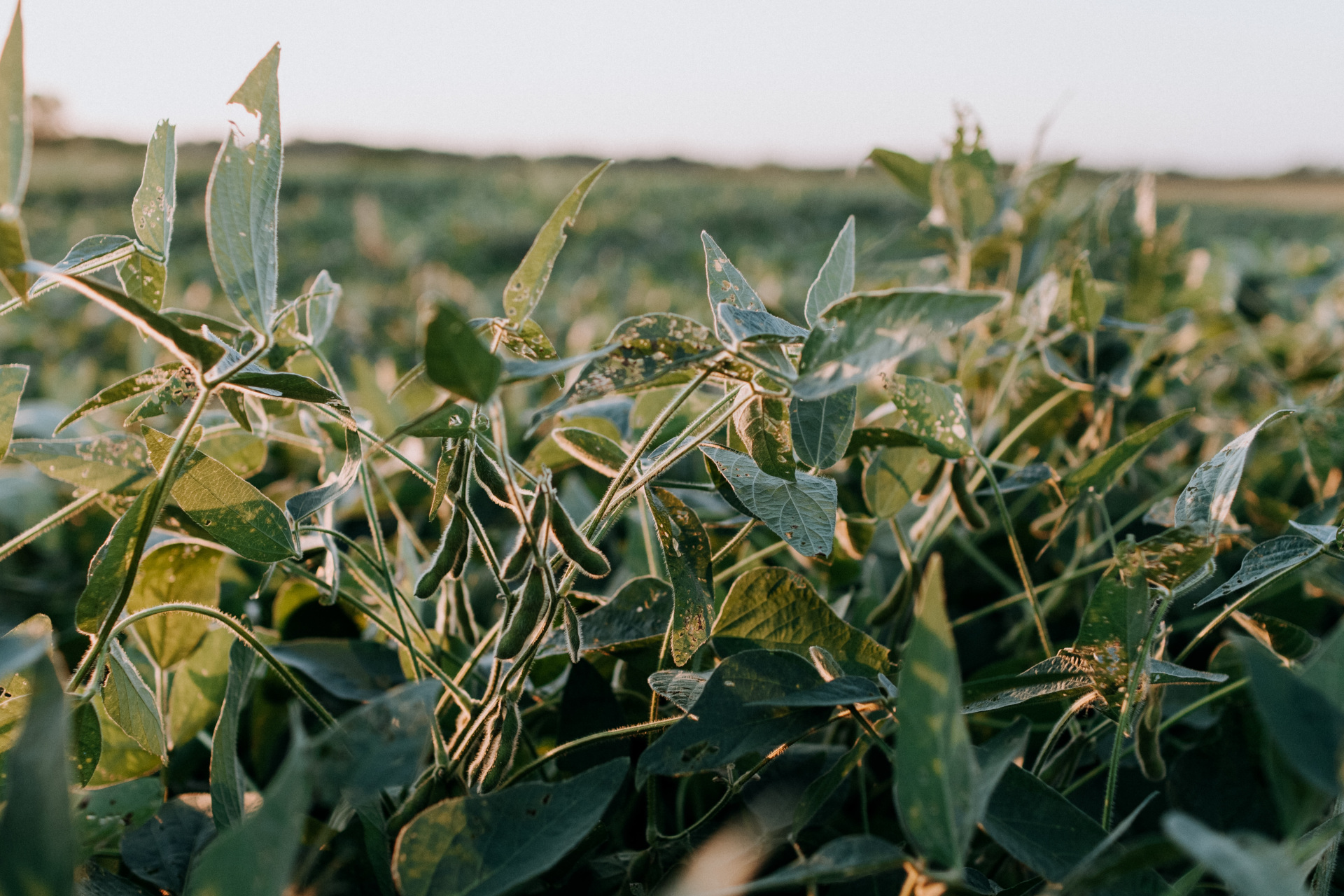 Soy Fields