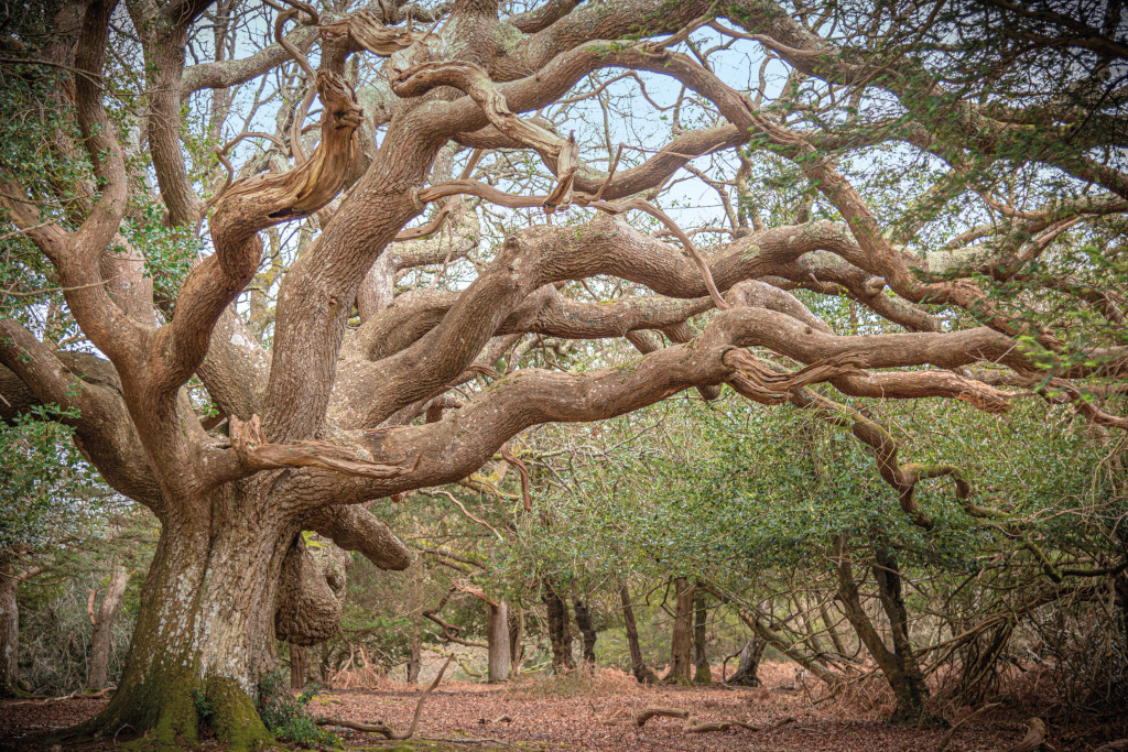oak tree 