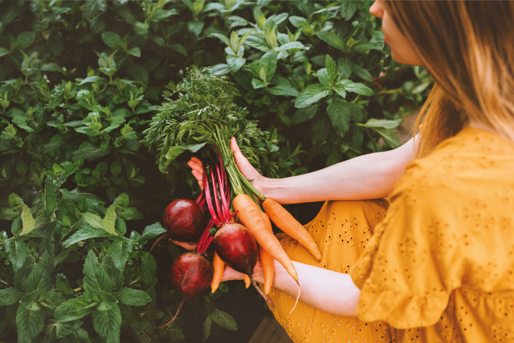 woman picking carrots 