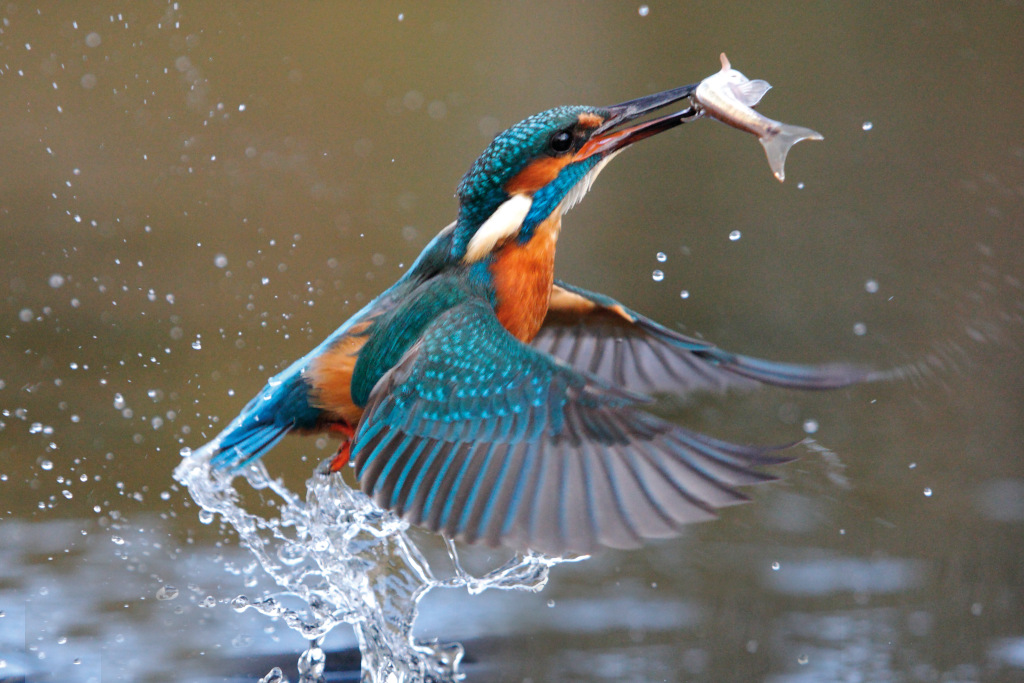 kingfisher catching fish