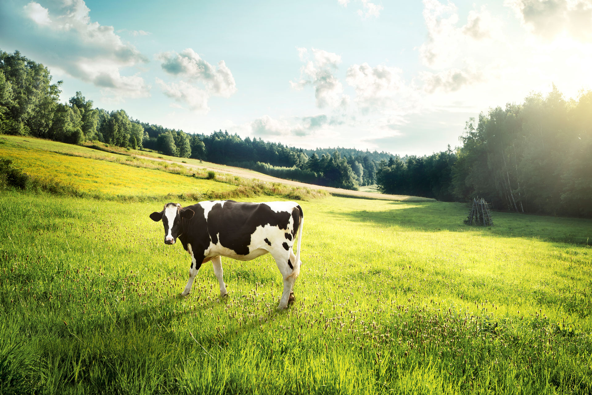 Cows in field