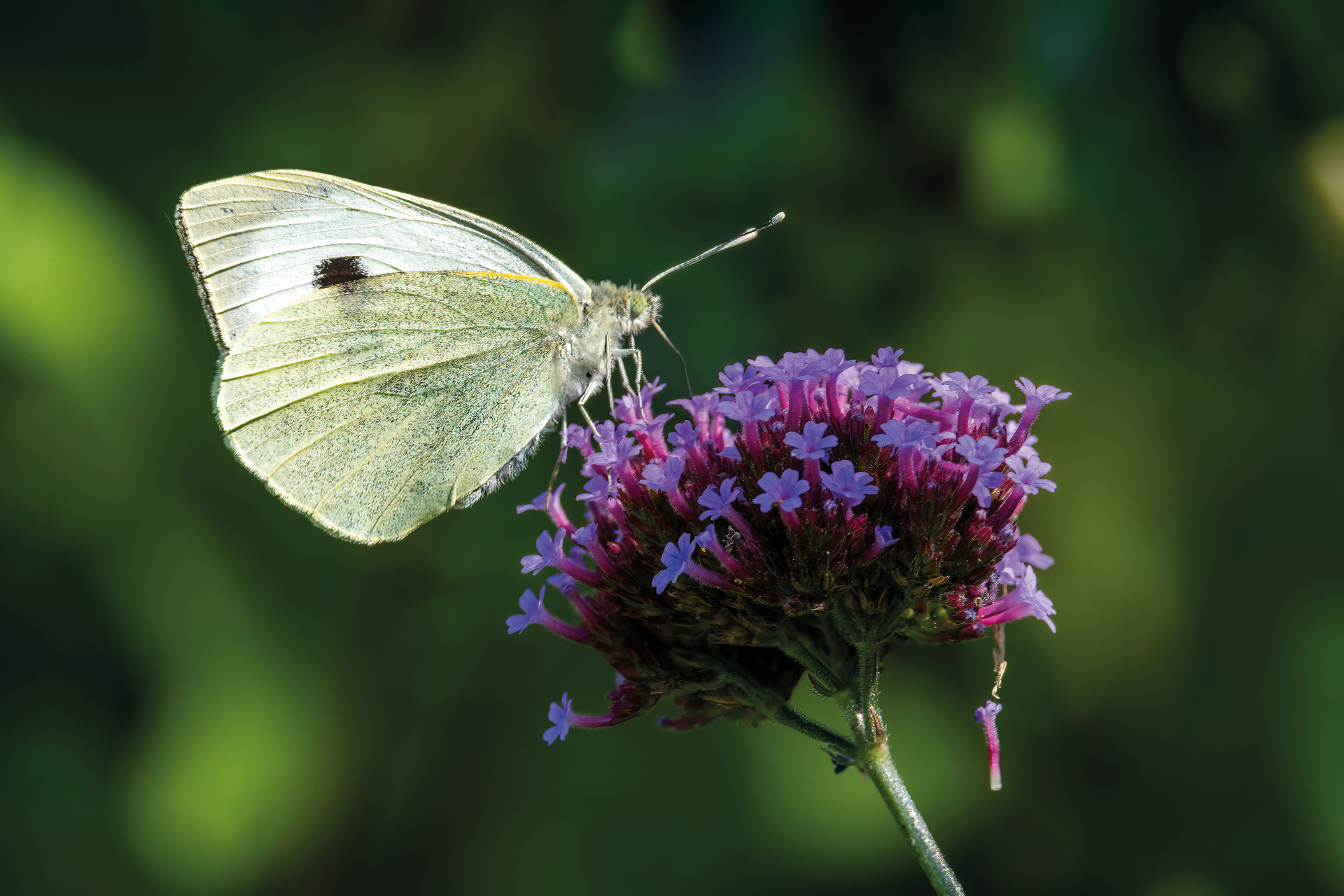 Cabbage white butterfly