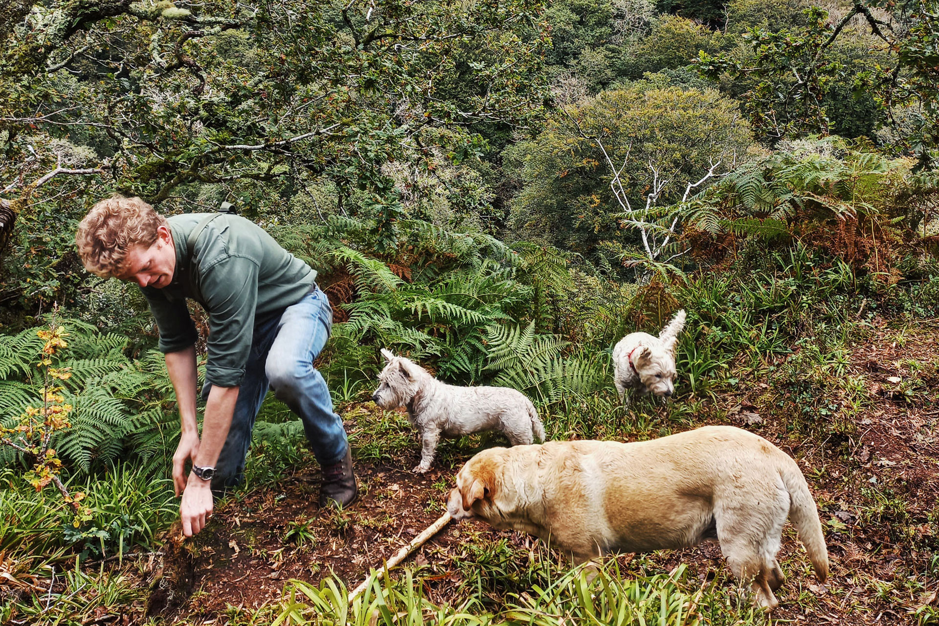 a man and three dogs in a forest in cornwall england cabilla retreat