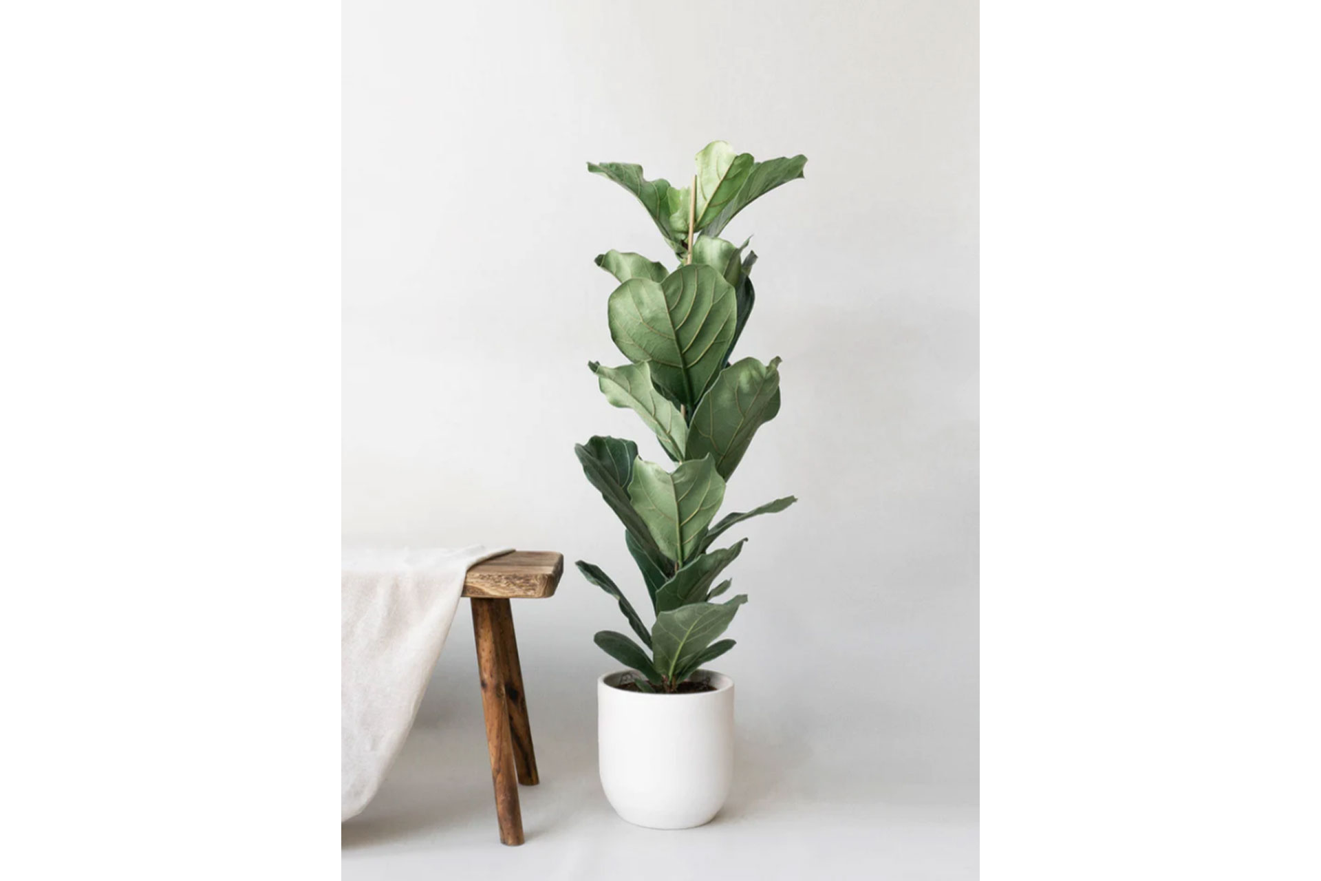 A fiddle leaf tree by Leaf Envy