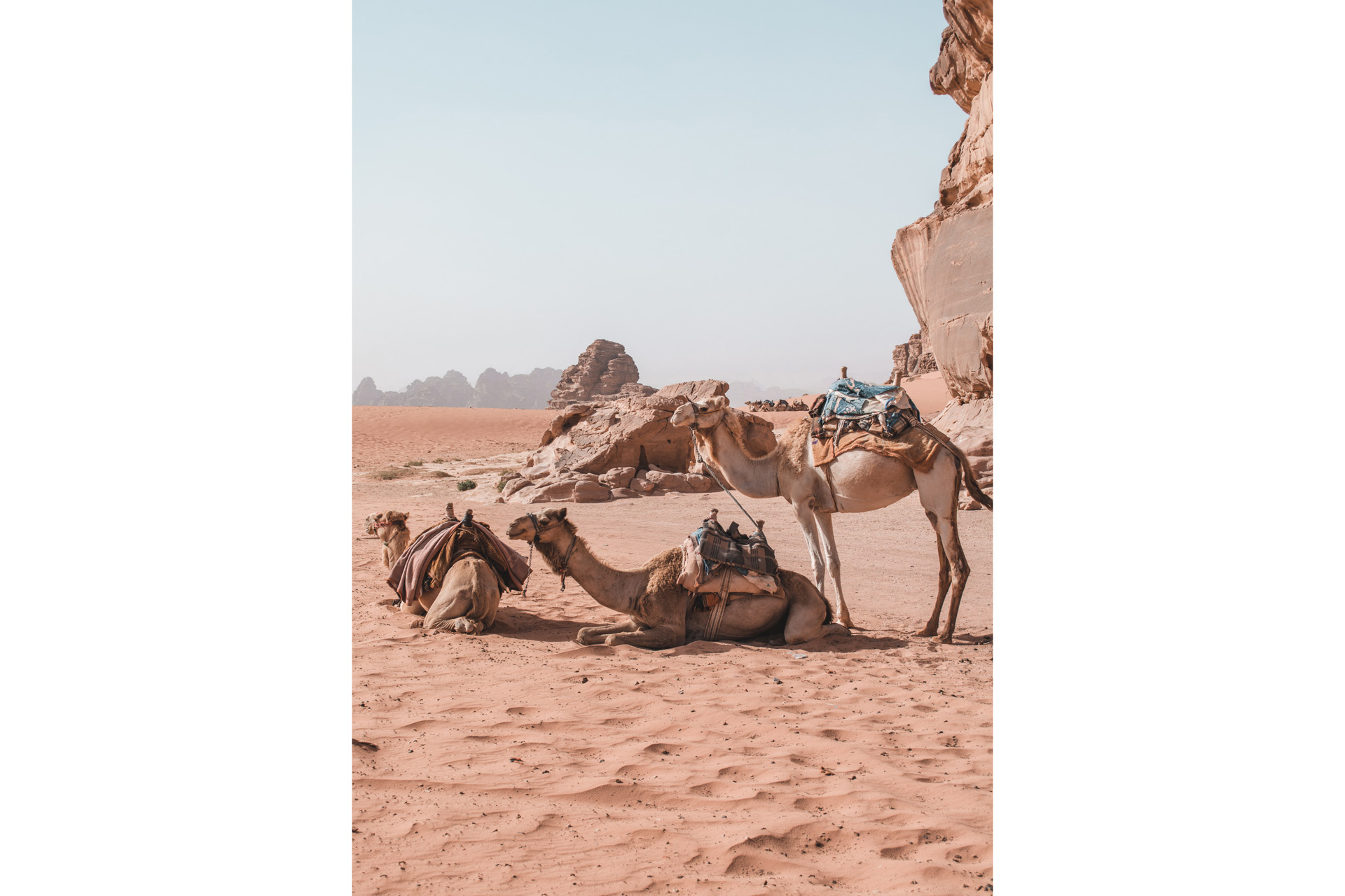 camels resting in the desert in jordan