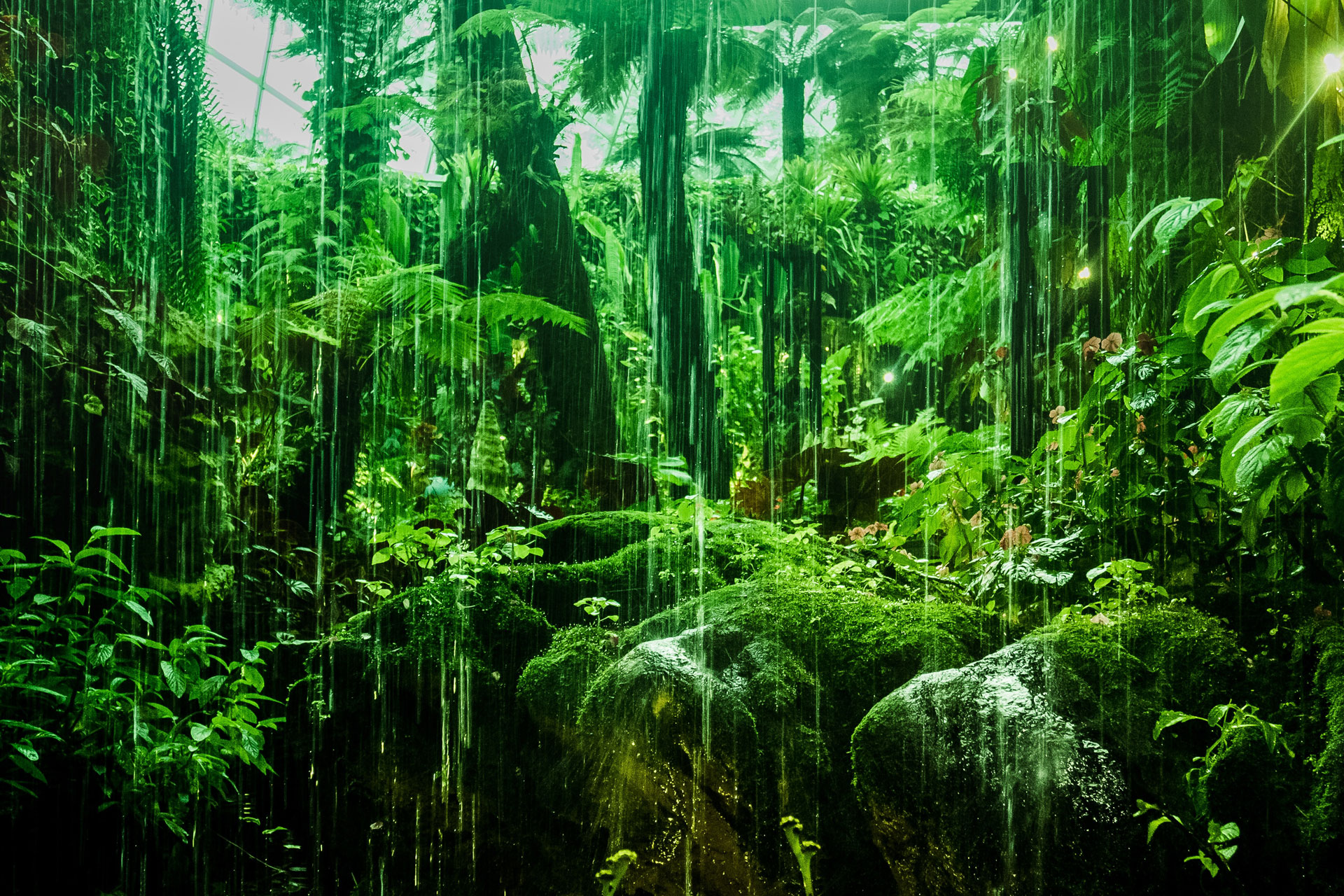 rainforest Photo by Raphaël Menesclou