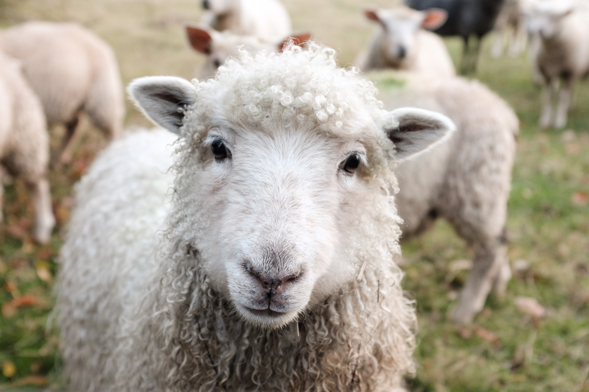 Sustainable Materials Series: What is Wool?
