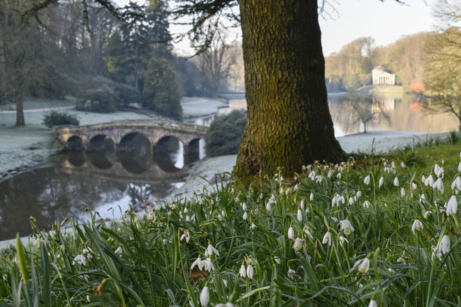 snowbells spring up at Stourhead House