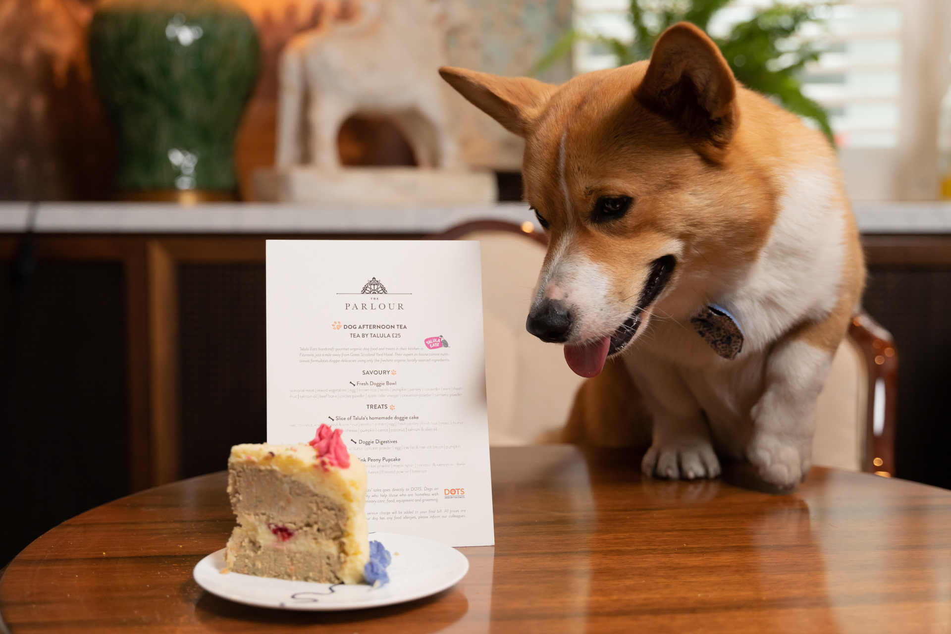 Dog with plate of cake and afternoon tea menu