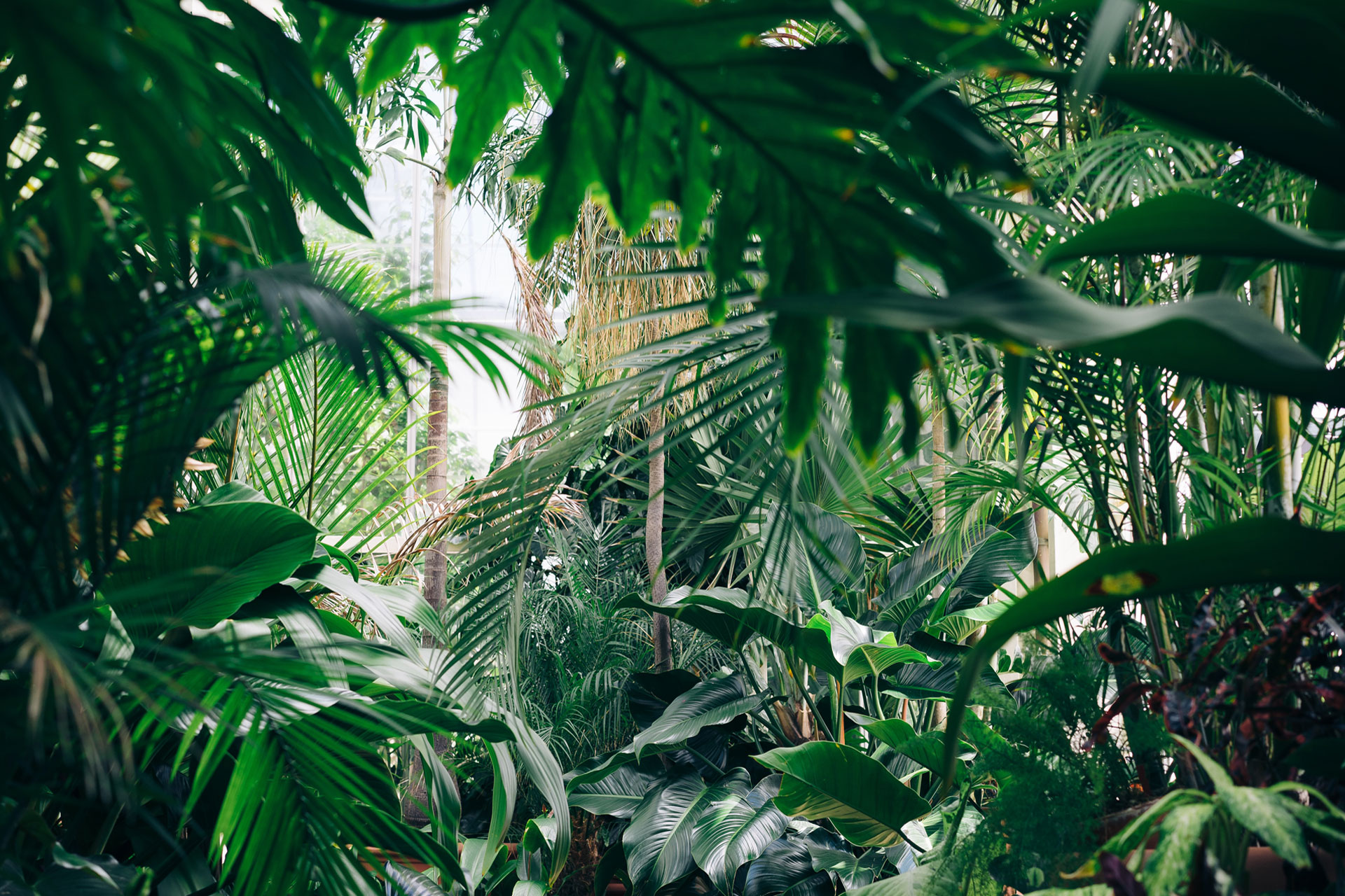 a biophilic jungle