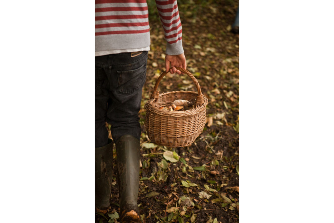a boy with a stripey jumper carries a wicker basket holding fungi in a leafy forest