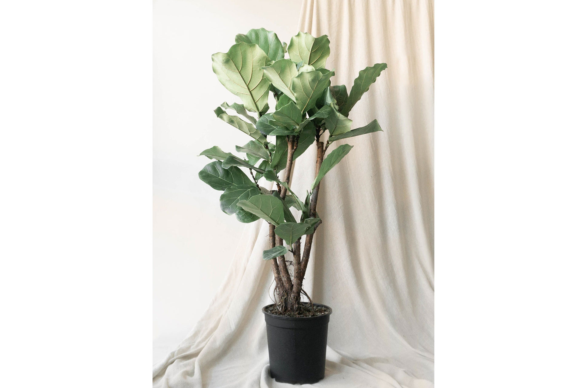 Fiddle Leaf Patch Plant
