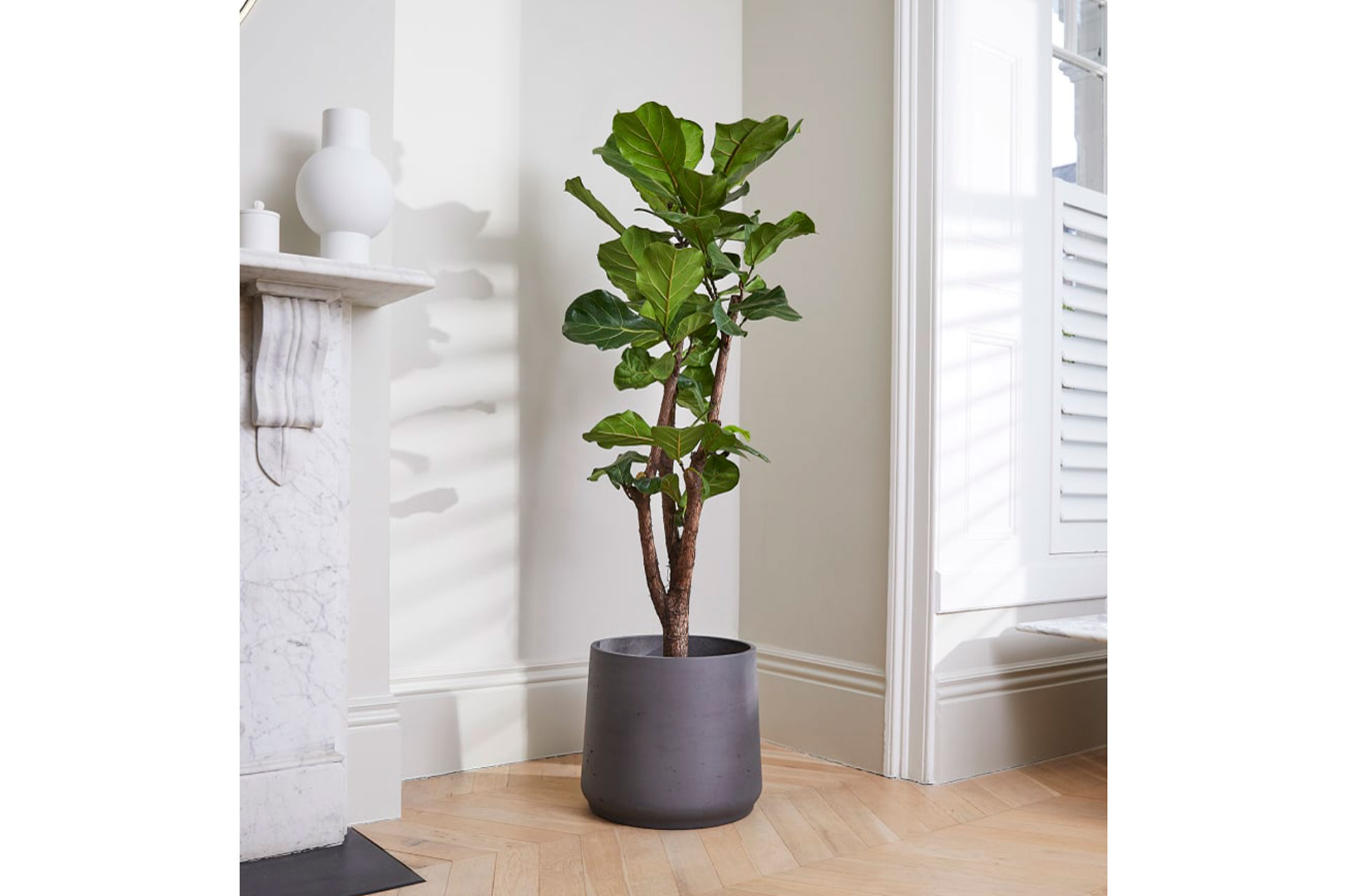 a fiddle leaf plant stands in the corner of a white brightly lit living room