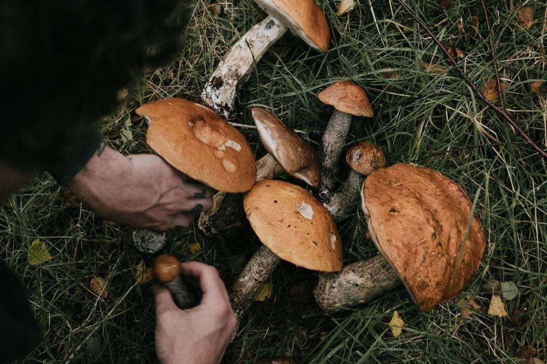 a person picks some wild brown fungi that is on the grass
