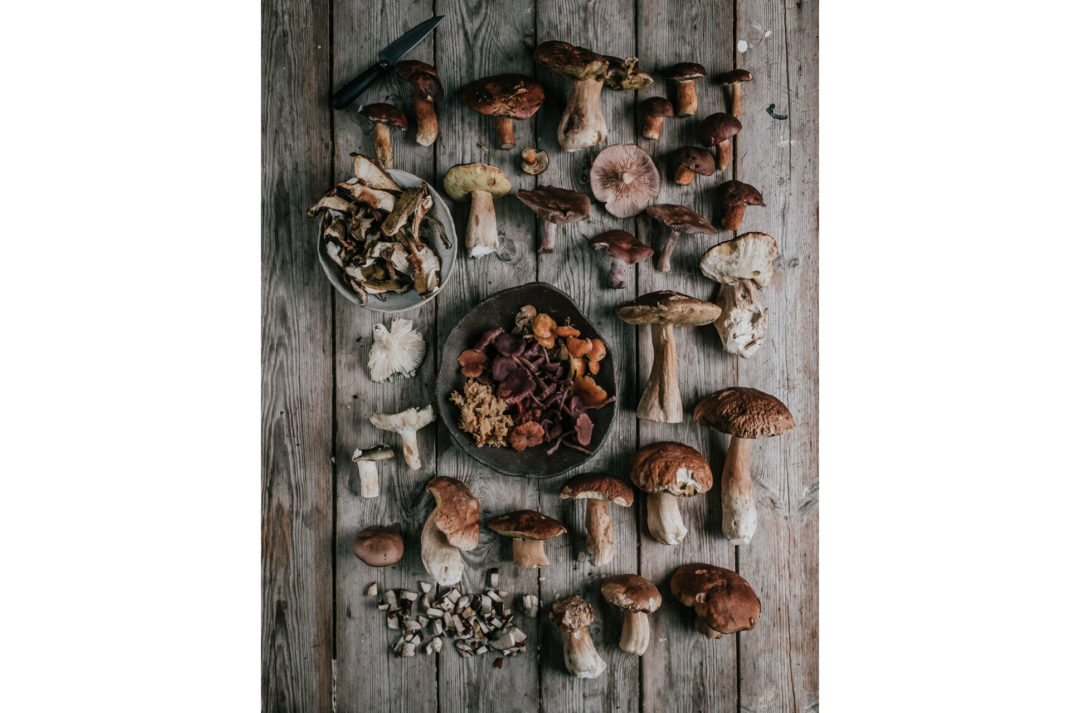 An array of different types of fungi on a wooden table atFire + Wild