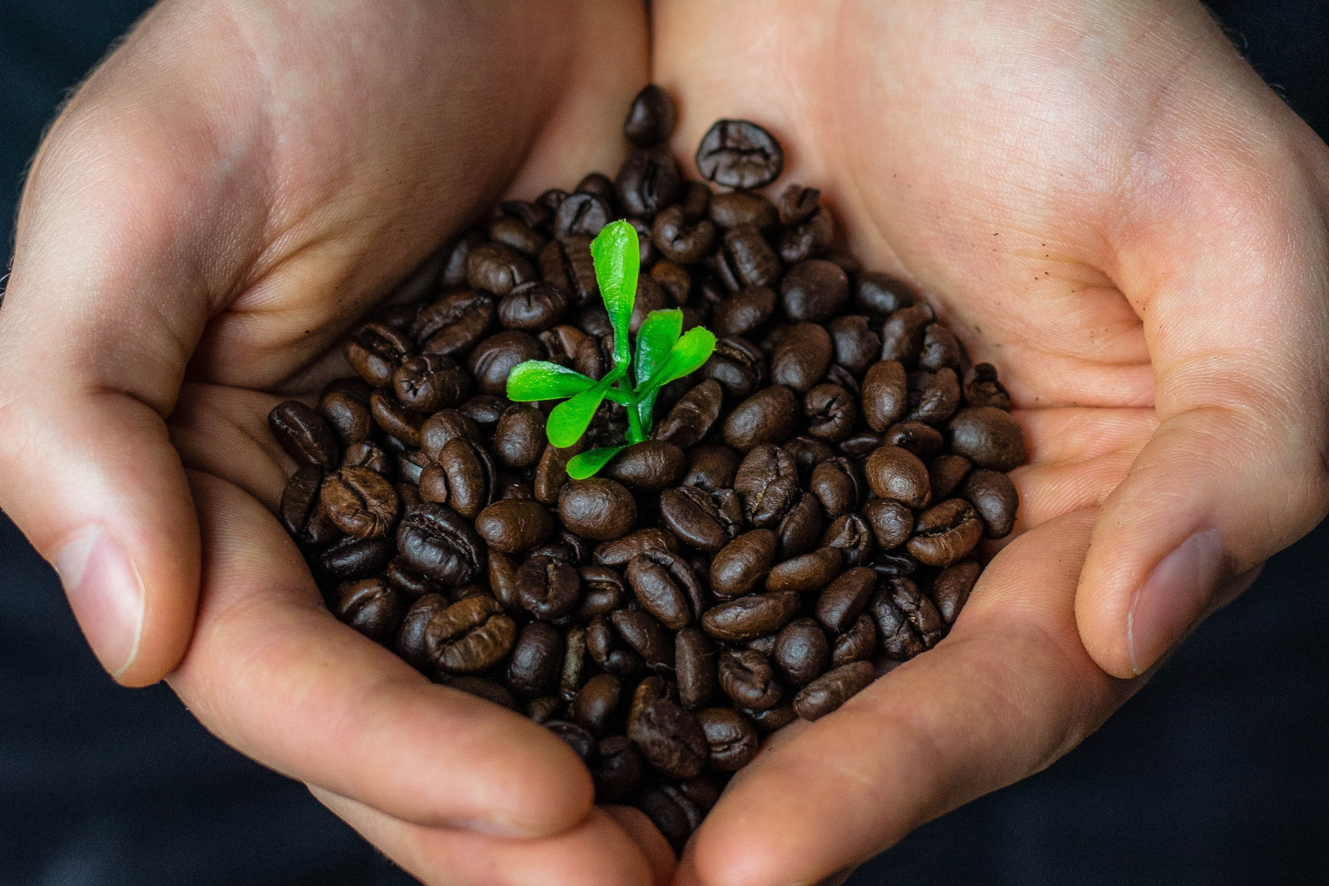 Hands holding coffee beans with a green sprout
