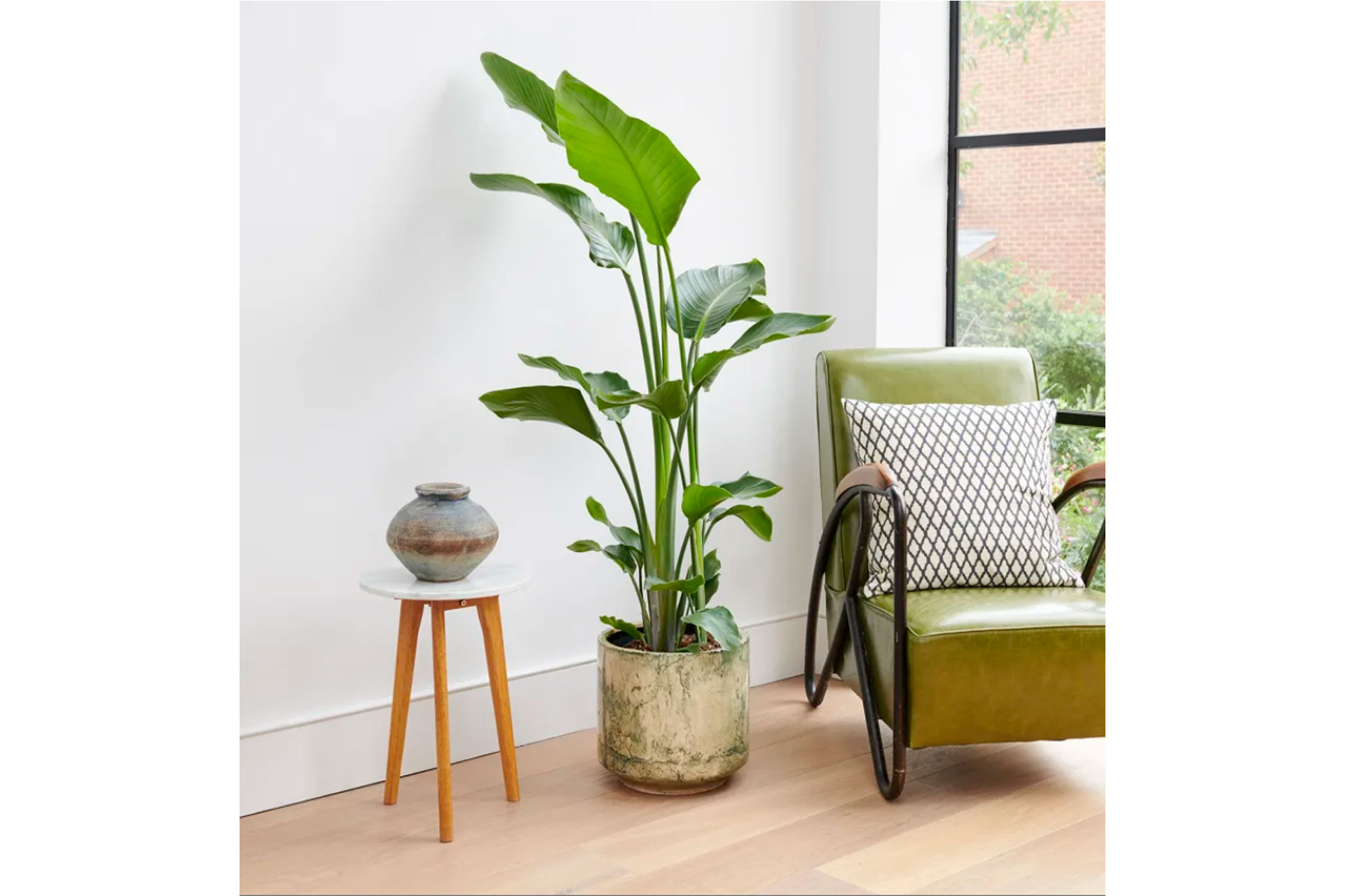Strelitzia Nicolai potted indoors in a living room, sold by Patch