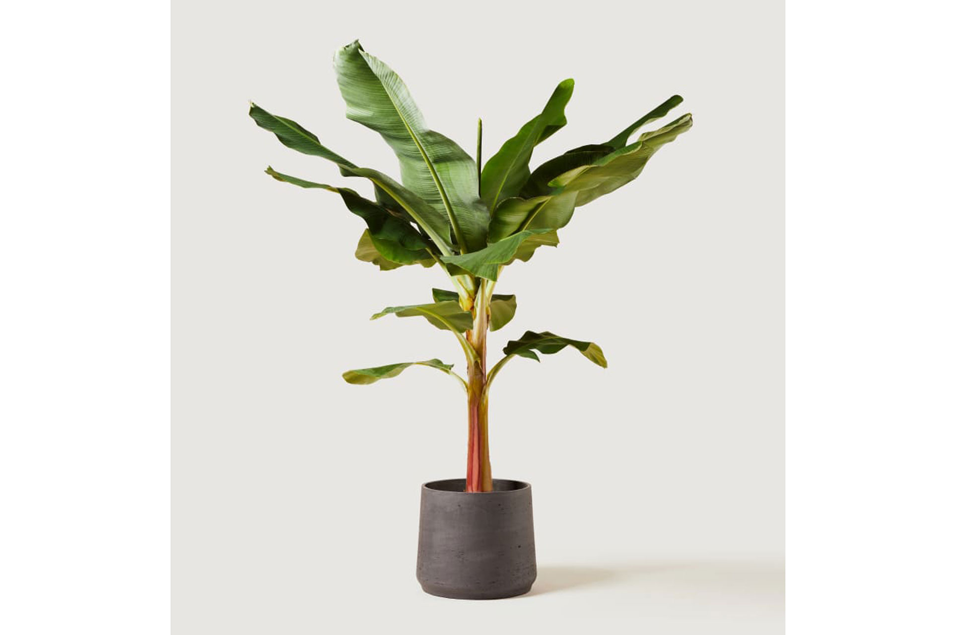 Musa 'Dwarf Cavendish' plant