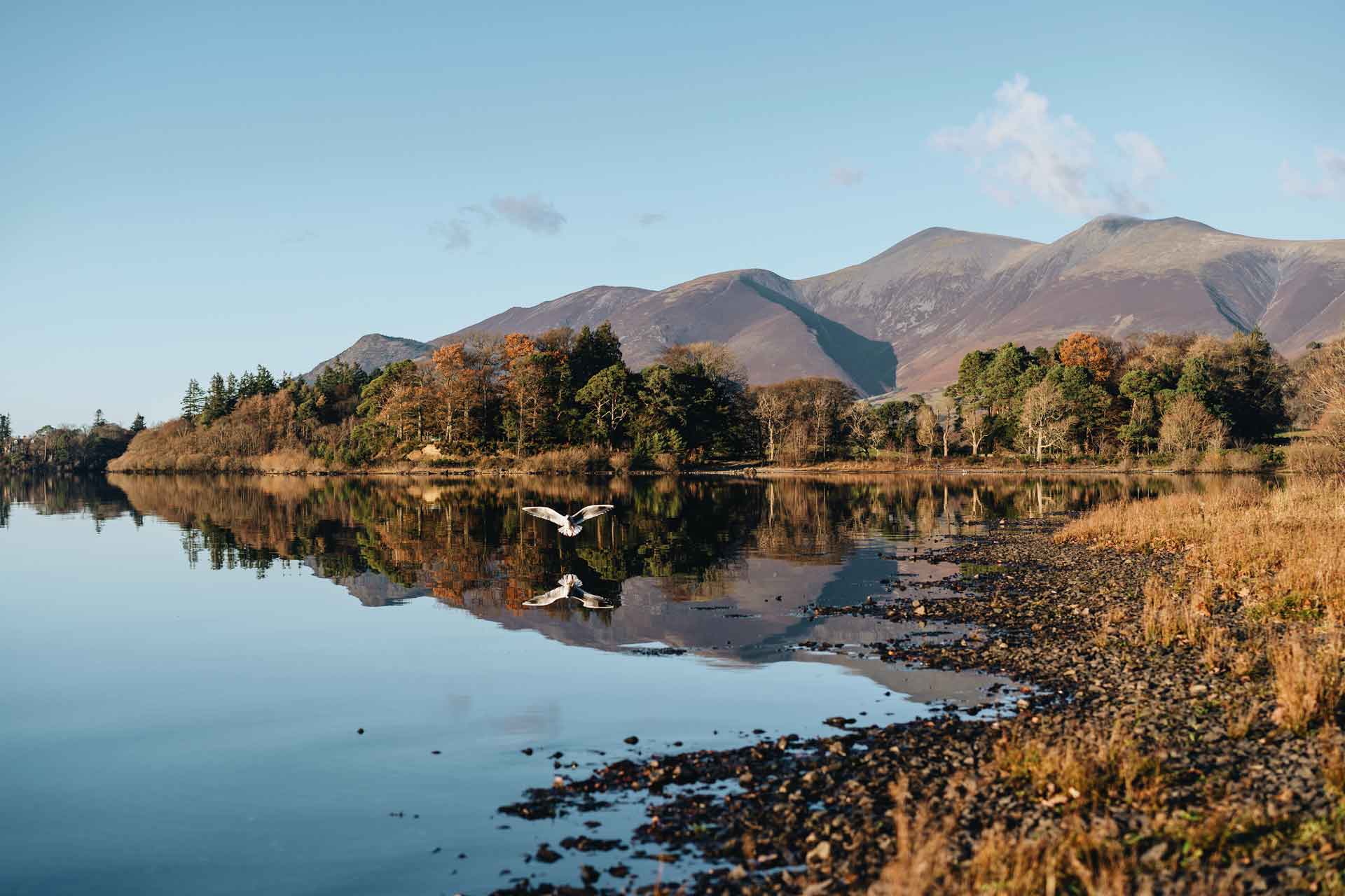 bird over a lake at the Lake District UK Photo by Rumman Amin