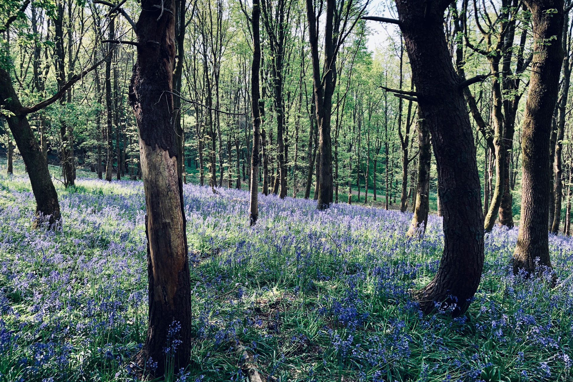 Bluebells in Bath in spring in the UK