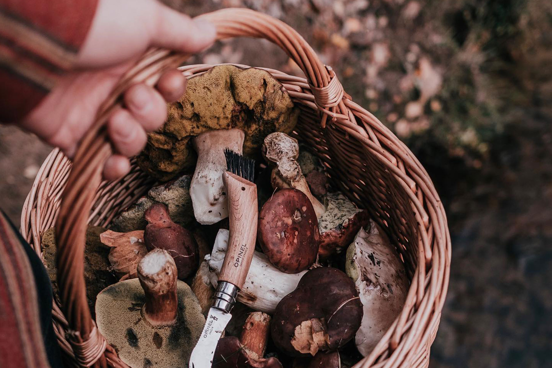 a person holds a wicker basket full of wild mushrooms