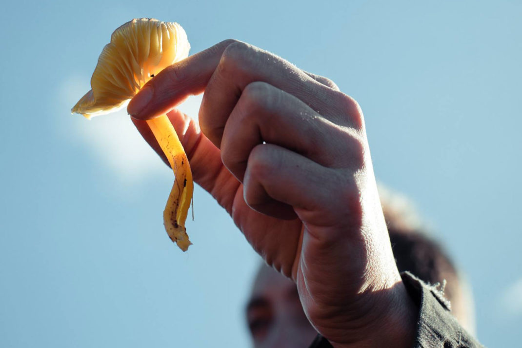 a hand holds a yellow mushroom to the sky 