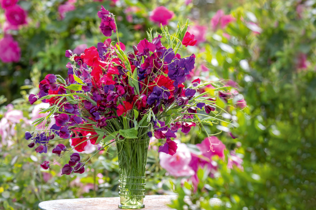 sweet peas summer garden