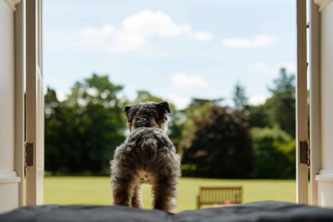 Dog at Down Hall, Essex