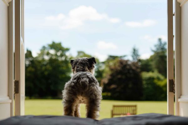 Dog at Down Hall, Essex
