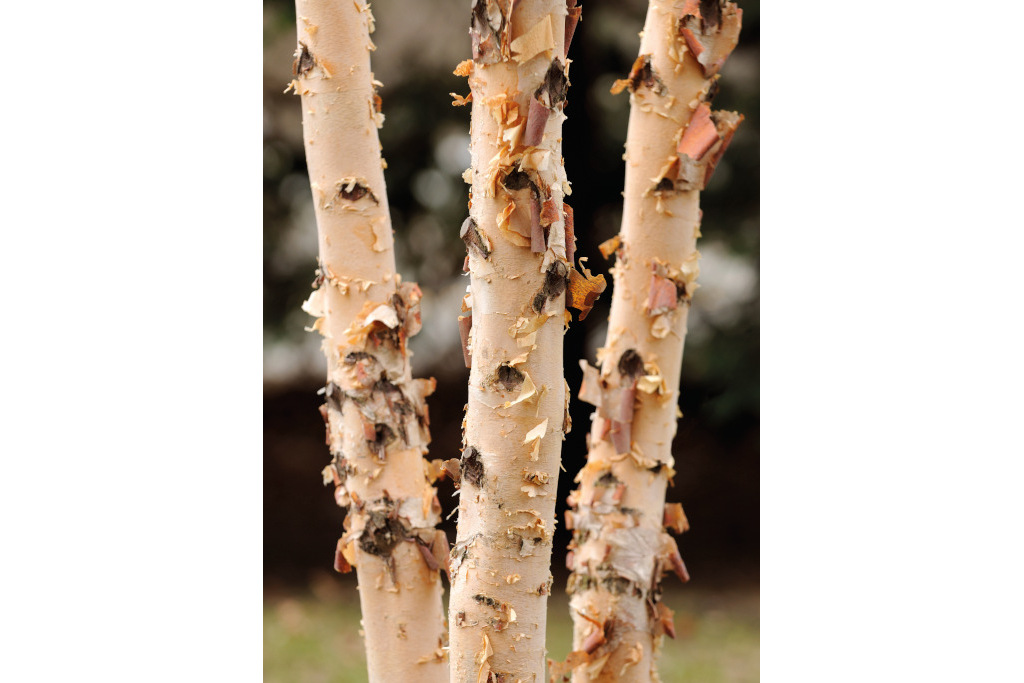 river birch